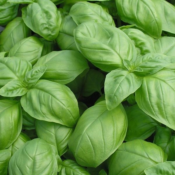 Genovese - Afbeelding 2