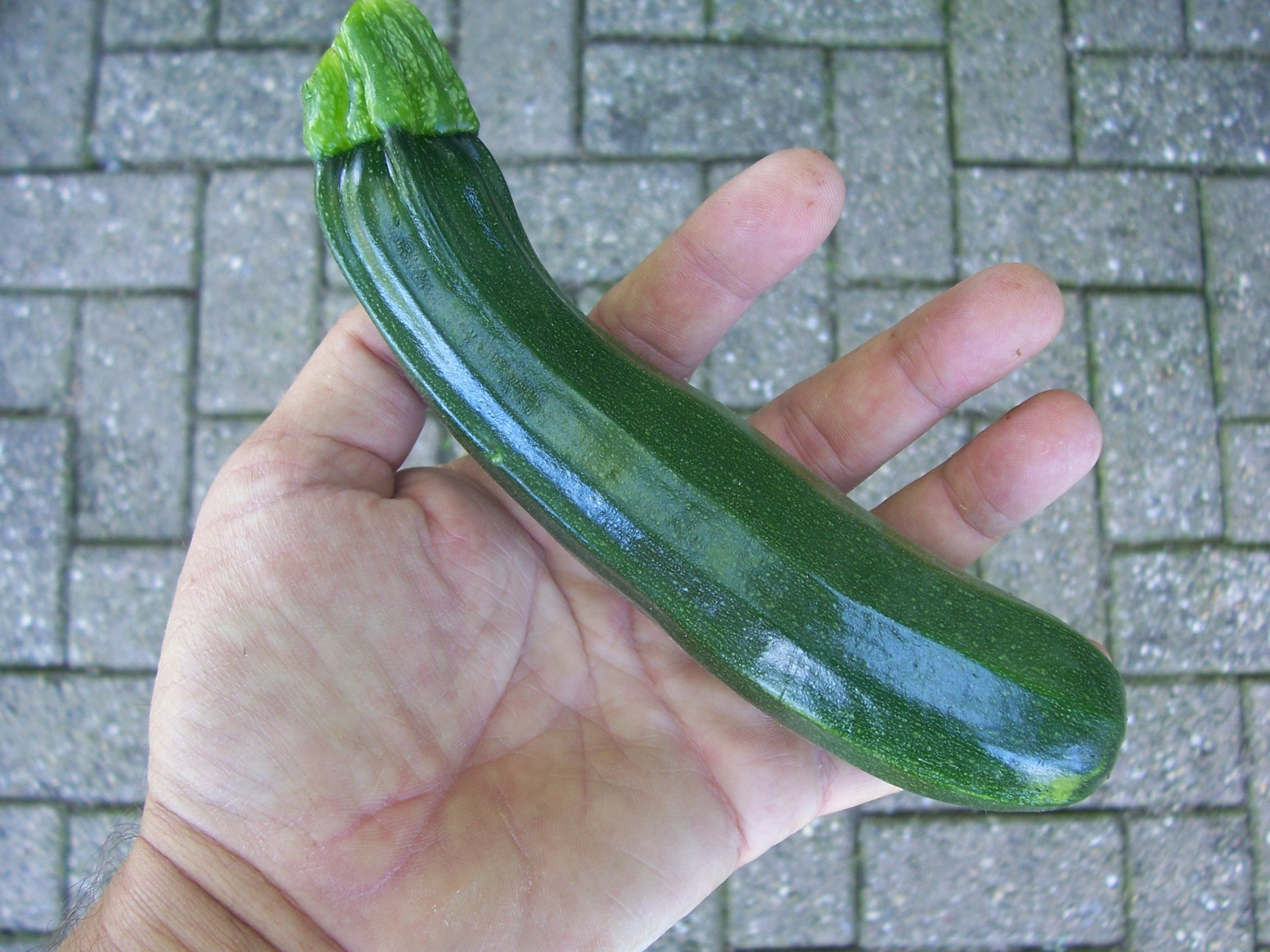 Nero di Milano courgette