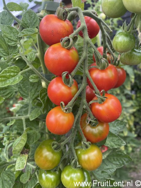Gardeners Delight