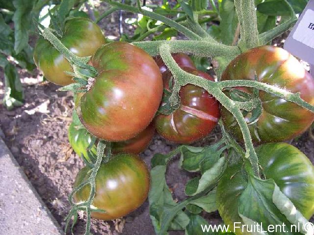 black_krim1 Black Krim