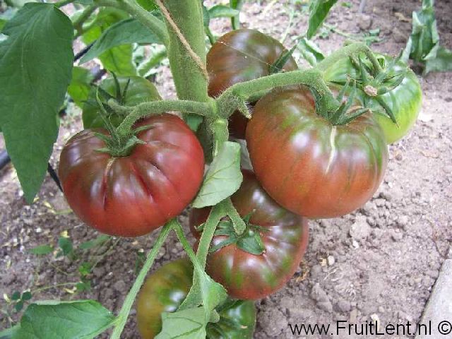 black_krim2 Black Krim