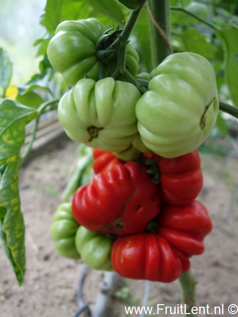 costoluto_fiorentino1