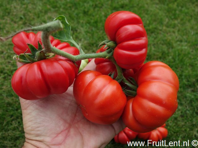 costoluto_fiorentino2