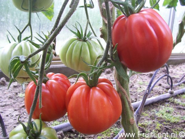 cuor_di_bue_liguria3