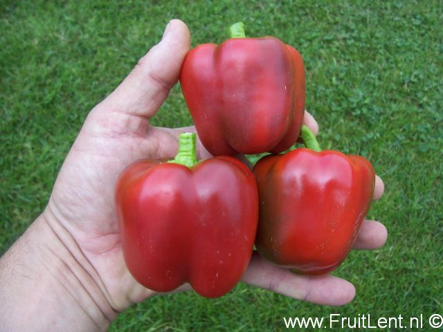 cute_stuff_red