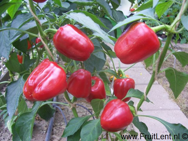 cute_stuff_red3