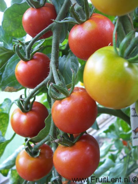 gardeners_delight1