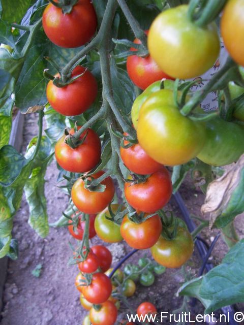 gardeners_delight2