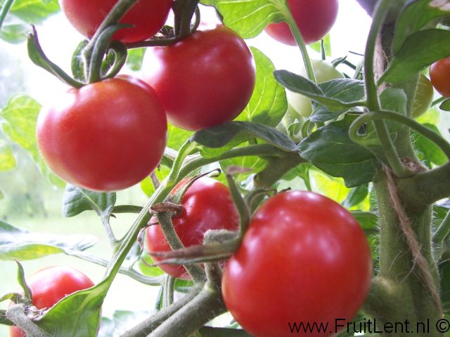gardeners_delight4