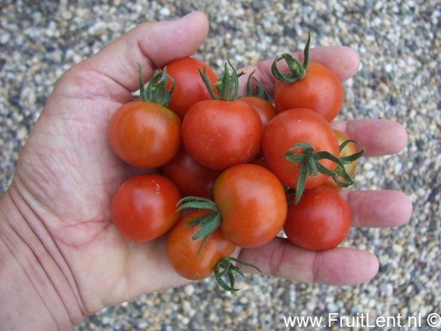 gardeners_delight6