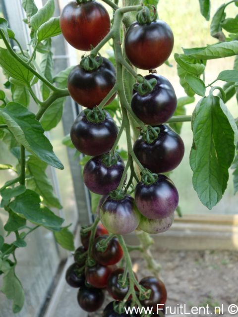 indigo_cherry_drops1