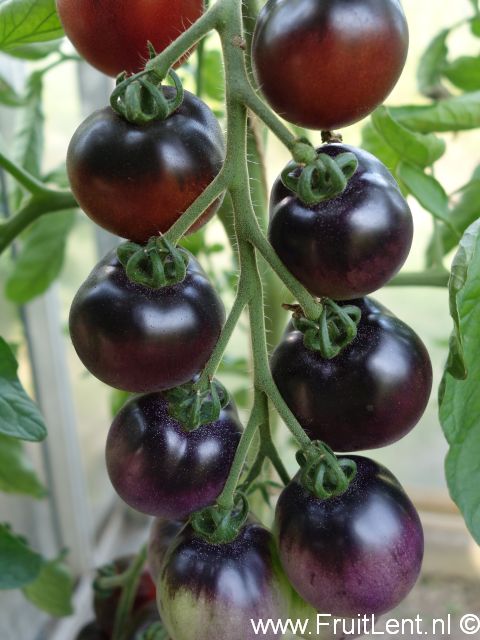 indigo_cherry_drops2