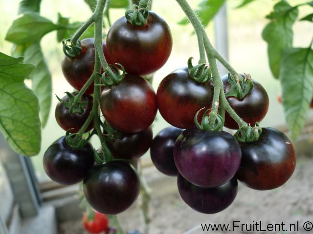 indigo_cherry_drops3