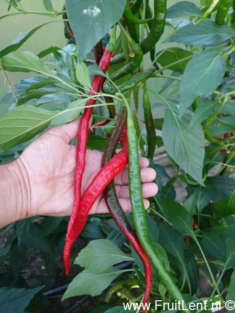 joes_long_cayenne