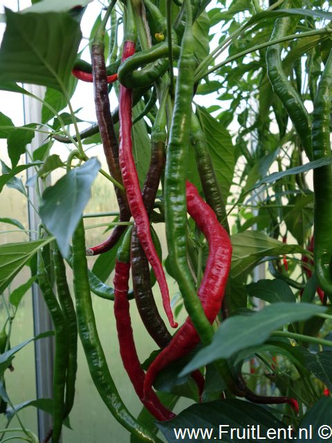joes_long_cayenne