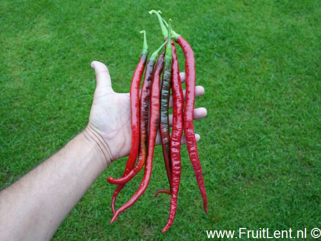 joes_long_cayenne