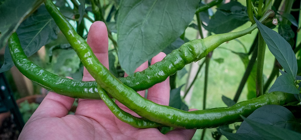 joes_long_cayenne