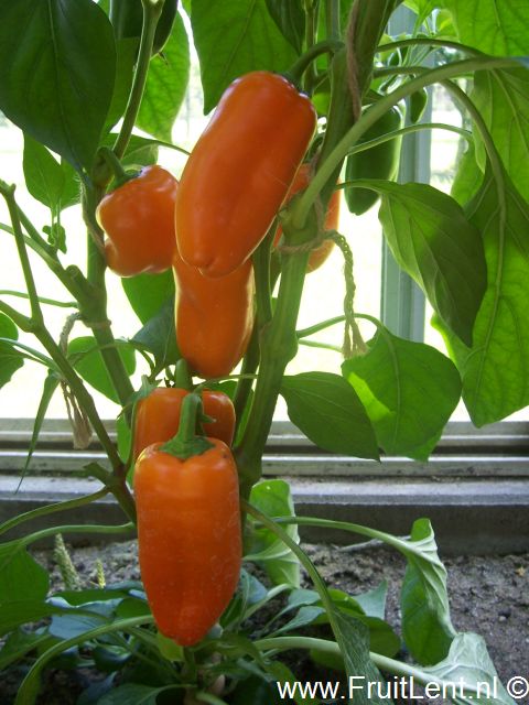 lunchbox_orange