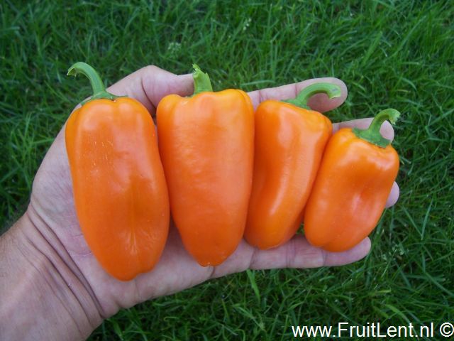lunchbox_orange