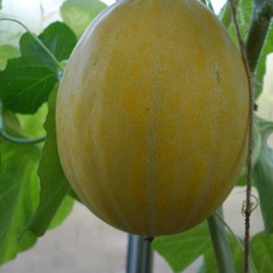 Pelhari (F1-hybride)