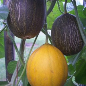 Pelmonde (F1-hybride)