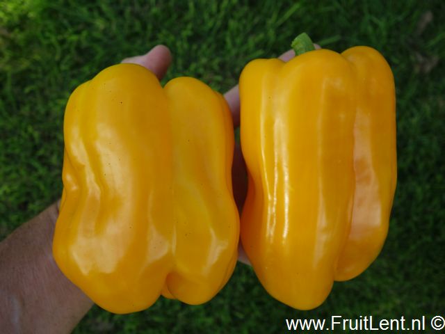 quadrato_asti_giallo4
