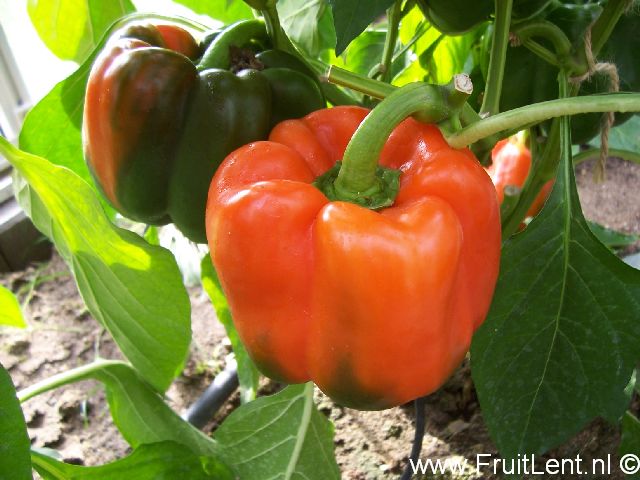 Salsa - Afbeelding 3