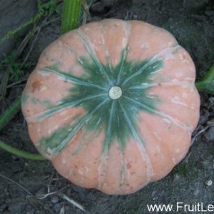 Speckled Hound  (F1-hybride)