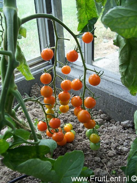 sungold1