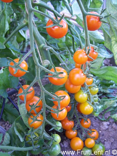 sungold2
