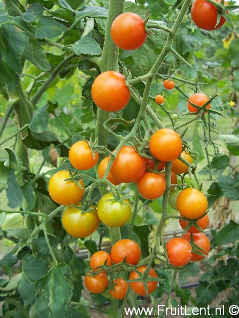 sungold4
