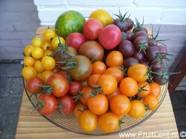 tomatenverzameling