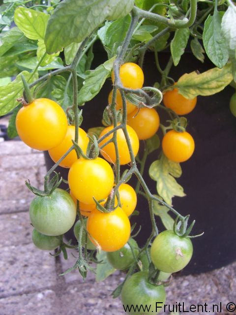 tumbling_tom_yellow1