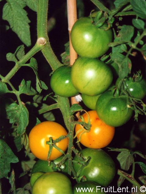 zonneschijn_goudgele4