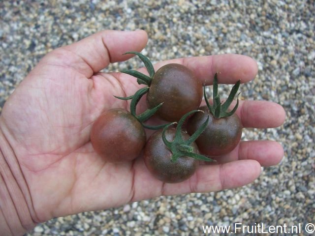black_cherry4
