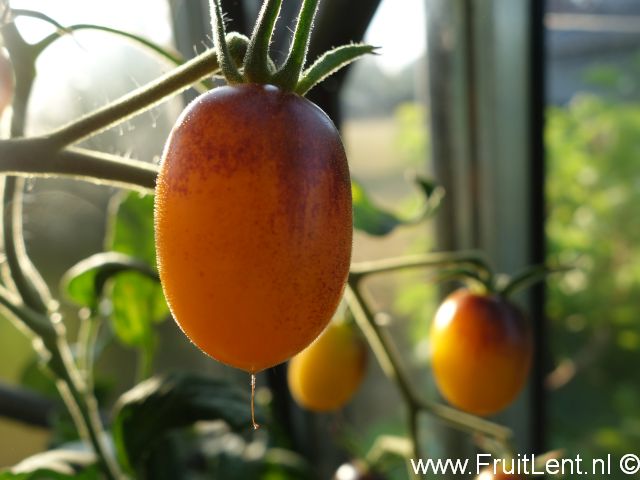 indigo_kumquat1