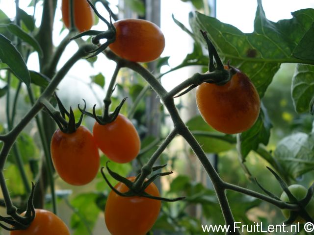 indigo_kumquat2