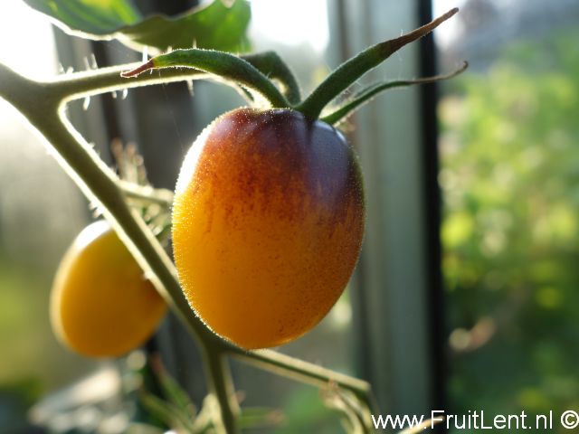 indigo_kumquat3
