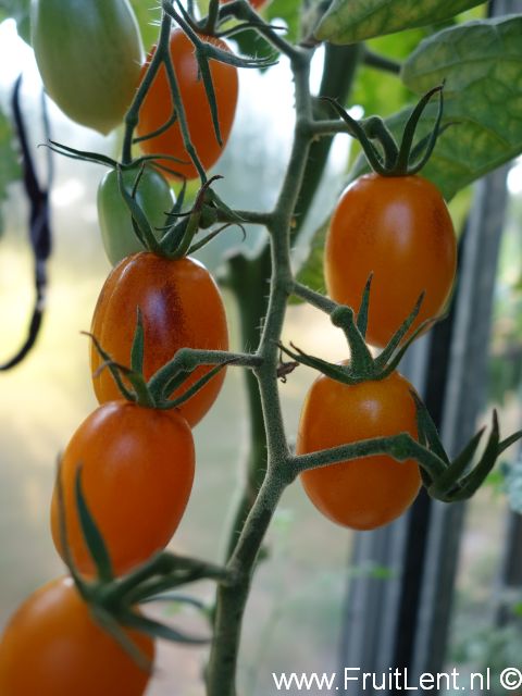 indigo_kumquat4