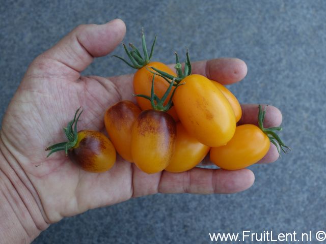 indigo_kumquat5