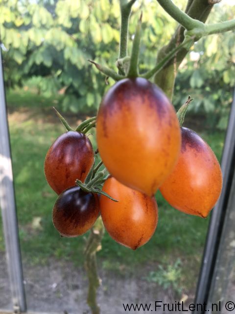 indigo_kumquat7