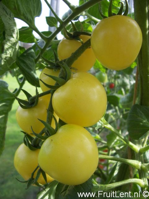 lemon_cherry