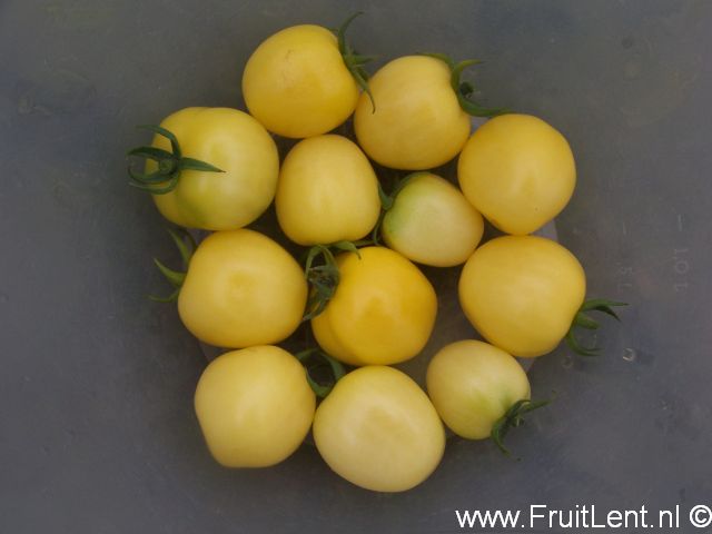 lemon_cherry2