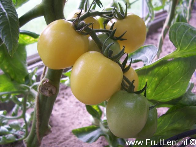 lemon_cherry3