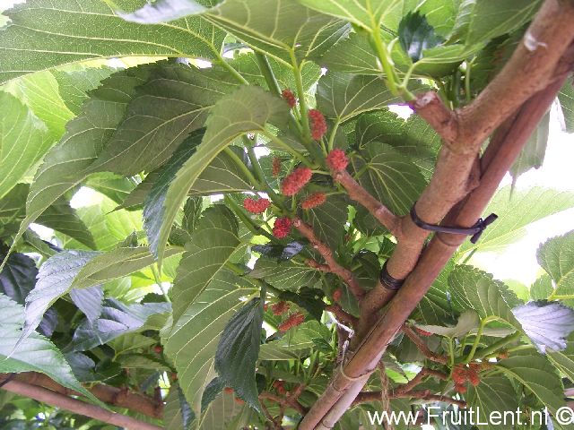 macrophylla1