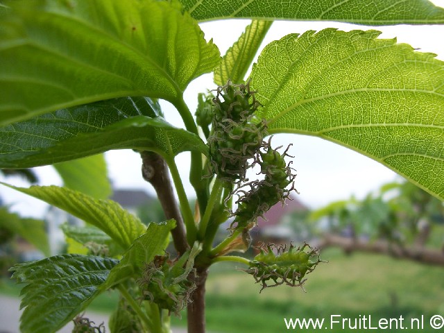 macrophylla4