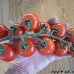 Phytophthora resistente tomaten