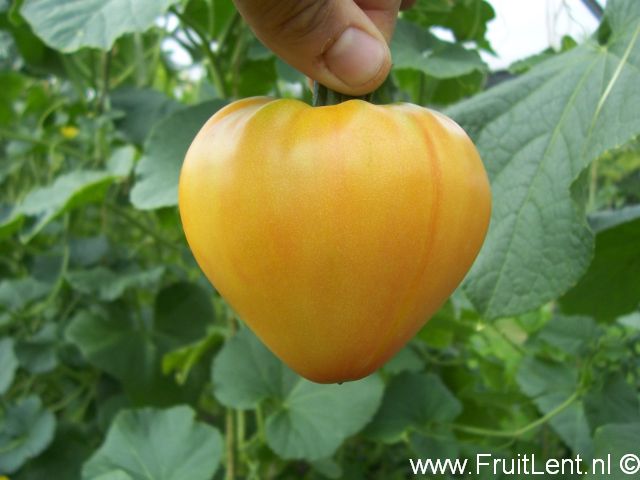 orange_russian117_1