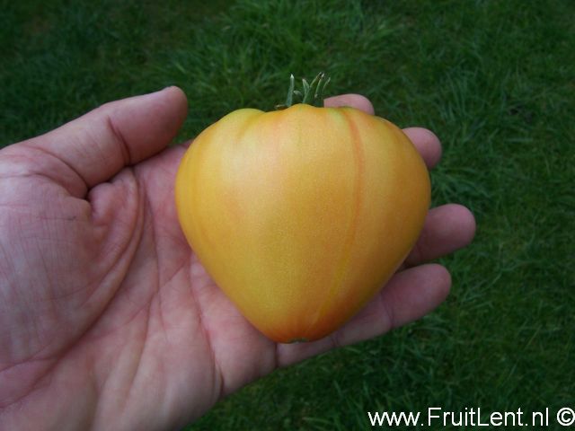 orange_russian117_3