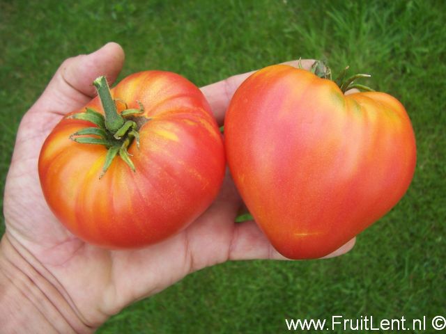 orange_russian117